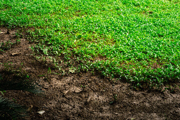 A patch of grass is growing in a field with a dirt area in the background. The grass is lush and green, and the dirt is brown and dry. The contrast between the two areas creates a sense of depth