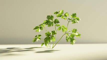 Fototapeta premium Fresh Cilantro 12