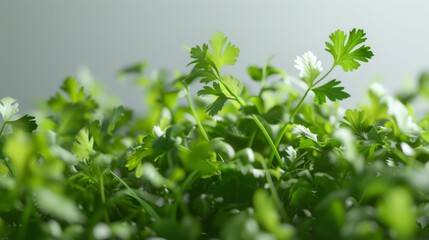 Fresh Cilantro 3