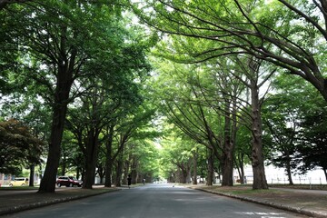 Fototapeta premium road in the park