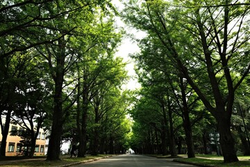 trees in the park