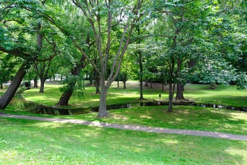 trees in the park