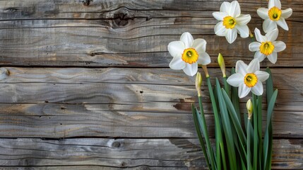 Obraz premium Narcissus flowers on wood backdrop