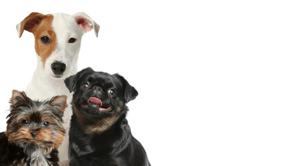 Adorable dogs on white background. Banner design with space for text