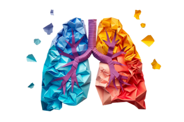 Origami paper cut style colorful human lungs on transparent background