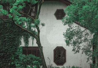 A white wall covered in lush green ivy, with a thick tree trunk growing from it and framed by leafy branches, featuring three windows with intricate lattice patterns.