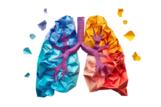 Origami paper cut style colorful human lungs on transparent background
