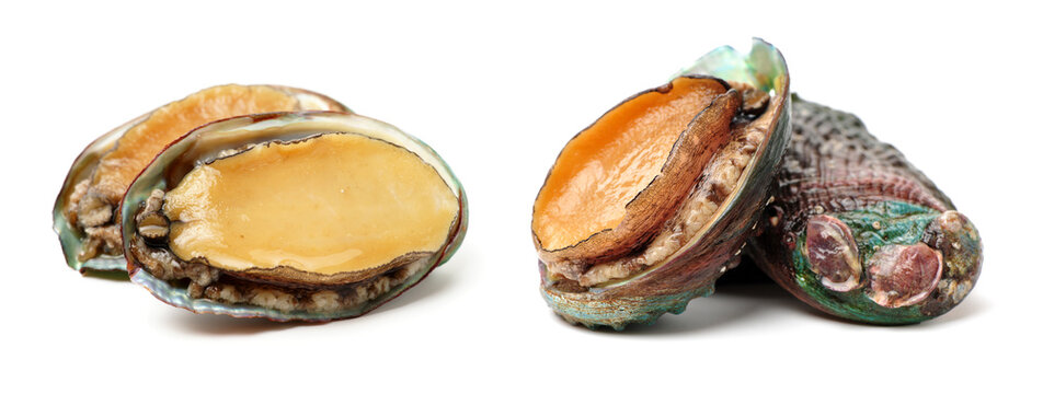 Raw abalones on the white background 