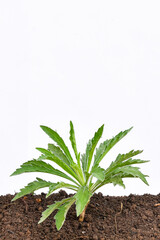Conyza sumatrensis plant on white background