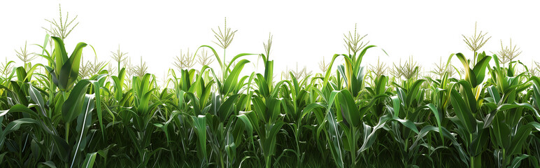 Corn field isolated on transparent background