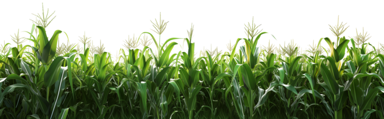 Corn field isolated on transparent background