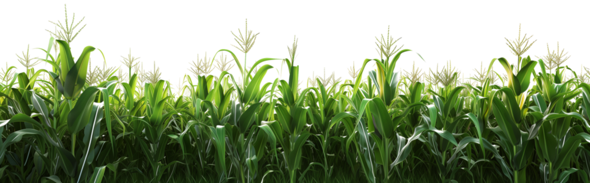 Corn field isolated on transparent background