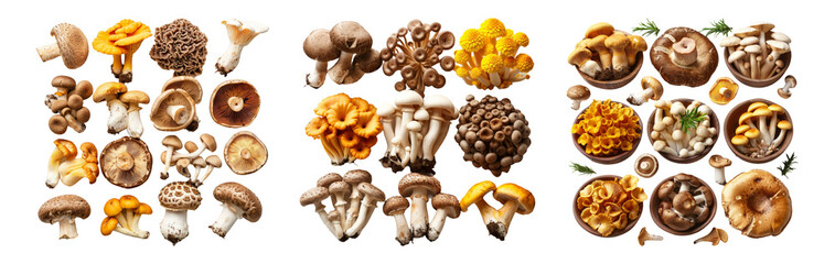 Obraz premium Assorted Mushrooms Isolated on Transparent Background