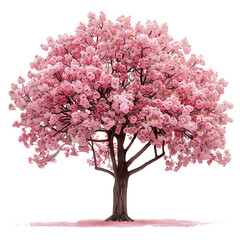 Obraz premium Cherry blossom tree isolated on transparent background