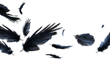 Crow feathers falling in the air isolated on transparent background