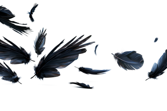 Crow feathers falling in the air isolated on transparent background