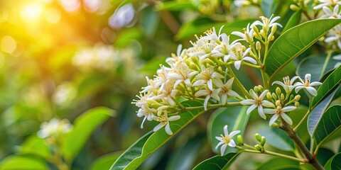 Fototapeta premium Close-up of Indian Sandalwood tree with fragrant white flowers and aromatic wood, Sandalwood, Santalum album, Endangered