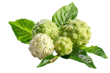 Fresh Noni (Morinda Citrifolia) fruit isolated on transparent background