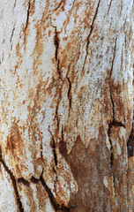 Eucalyptus tree bark texture, Bark of eucalyptus tree, seamless texture, a eucalyptus tree bark texture background image