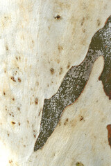 Eucalyptus tree bark texture, Bark of eucalyptus tree, seamless texture, a eucalyptus tree bark texture background image