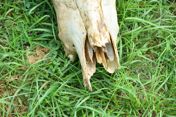 A dried-up white animal skull without horns and empty eye sockets in the grass. cow skull lying on the ground against the grass. Bone texture. Death of animals remain, Skull of a bull or cow animal,  