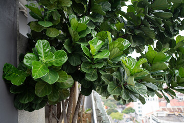 Fiddle leaf (Focus Lyrata) tree growing healthy in the garden