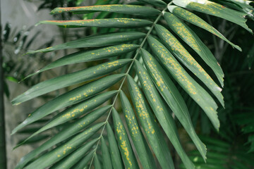 Close-up of a palm tree leaf showing bug infestation, marked by numerous yellow spots