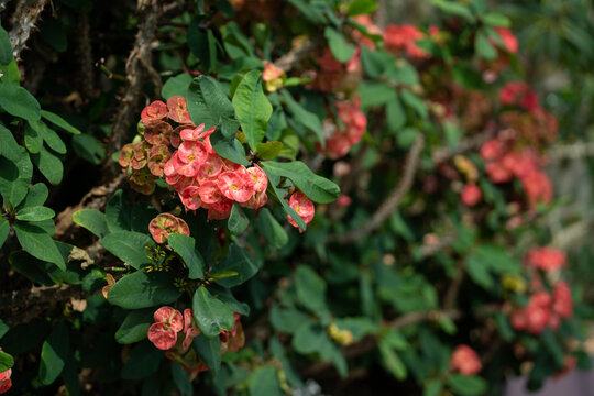 Crown of thorne (Euphorbia X Lomo, Euphorbia Mili) flower close up