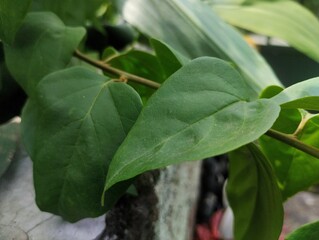 The leaves of the Bougainvillea glabra plant are green 