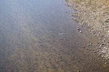 川に遡上したシャケ