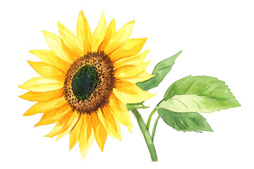 Obraz premium A watercolor painting of a yellow sunflower with a green leaf