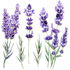 A set of beautifully watercolor painted purple lavender flowers, isolated on a transparent background, perfect for floral designs.