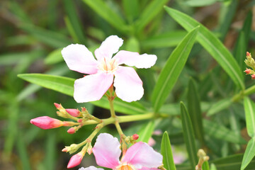 Nerium oleander in bloom, Pink siplicity bunch of flowers and green leaves on branches, Nerium Oleander shrub Pink flowers, ornamental shrub branches in daylight, bunch of flowers closeup