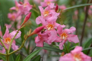 Nerium oleander in bloom, Pink siplicity bunch of flowers and green leaves on branches, Nerium...