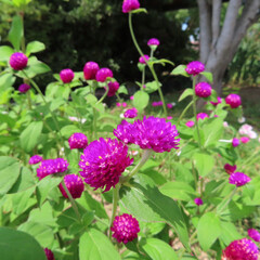Fototapeta premium 日本で夏にセンニチコウが紫色の花を咲かせています