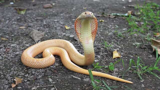 Slow motion Albino Monocled Cobra - Naja kaouthia raised its hood on the ground in the garden. The snake has an orange white or Thai tea color throughout its body and red eyes.