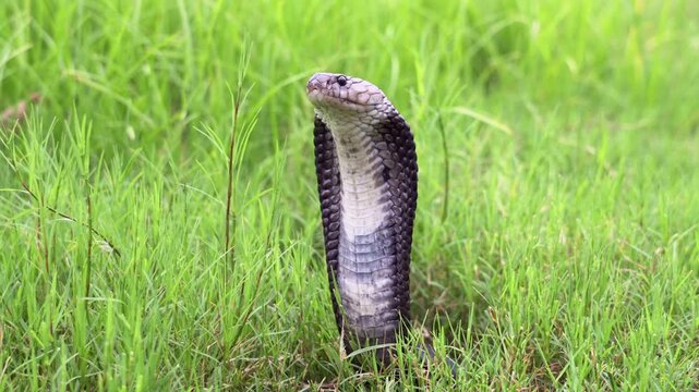 Venomous snake dangerous. A black Brown Banded Cobra - Naja fuxi that pops its head up to intimidate in the overgrown grass to serve as a warning sign not to approach it.