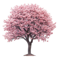Obraz premium Cherry blossom tree isolated on transparent background