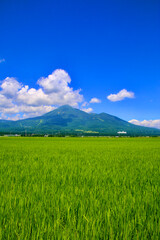 Fototapeta premium 田んぼと磐梯山・盛夏（福島県・猪苗代町）
