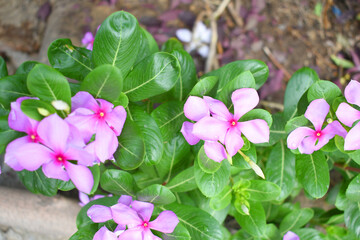 Close-up view of purple madagascar periwinkle, The scientific name is Catharanthus roseus, purple periwinkle flower closeup, Cape Periwinkle, Graveyard plant, Madagascar Periwinkle, Old Maid, closeup 