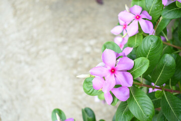 Close-up view of purple madagascar periwinkle, The scientific name is Catharanthus roseus, purple...