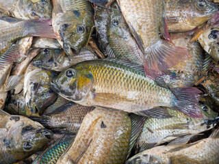 Blackchin tilapia fishes for sale. Outdoor market in asia.
