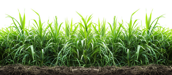 Obraz premium Sugarcane plantation isolated on transparent background
