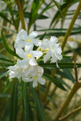 Nerium oleander in bloom, White siplicity bunch of flowers and green leaves on branches, Nerium...