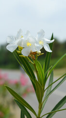 Nerium oleander in bloom, White siplicity bunch of flowers and green leaves on branches, Nerium...