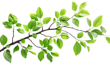 Obraz premium Tree branch with green leaves on transparent background