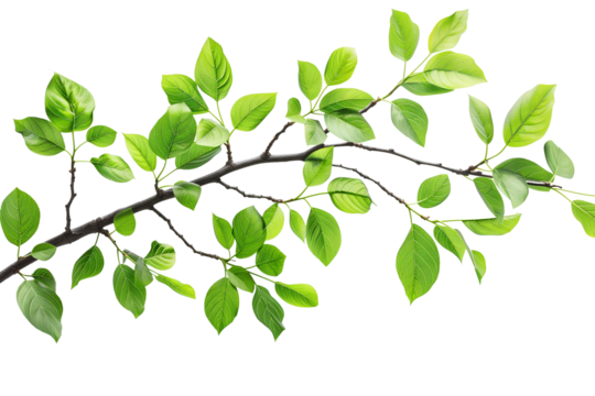 Tree branch with green leaves on transparent background