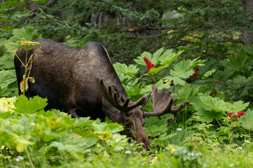 Moose Grazing in Forest, Alaska Wildlife