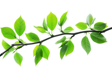 Obraz premium Tree branch with green leaves on transparent background