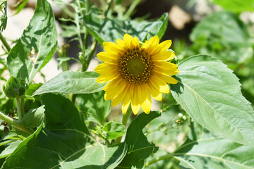 Closeup of a sunflower growing in a field of sunflowers during a nice sunny summer day, Sunflower natural background. flower blooming, Beautiful field of blooming sunflowers, Chakwal, Punjab, Pakistan